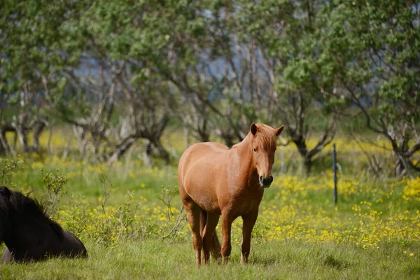 Islândia Cavalo Natureza Selvagem — Fotografia de Stock