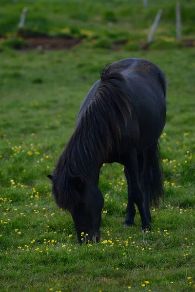 Iceland Horse at Wild nature