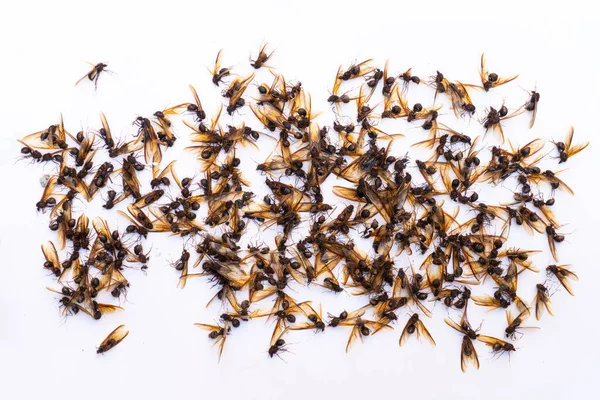Blattschneider Ameisen — Stockfoto