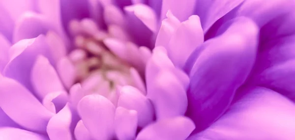 Αφηρημένο Φόντο Λουλουδιών Μωβ Χρυσάνθεμο Λουλούδι Μακρο Λουλούδια Φόντο Για — Φωτογραφία Αρχείου