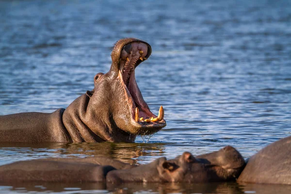 Hipopótamo Parque Nacional Kruger Sudáfrica —  Fotos de Stock