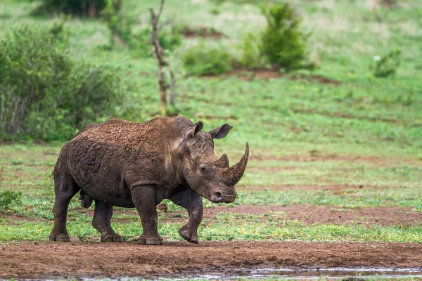 Rinoceronte Blanco Del Sur Parque Nacional Kruger Sudáfrica —  Fotos de Stock
