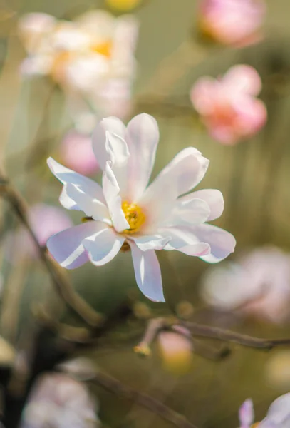 Mooie Bloeiende Magnolia Bloemen Bloemen Concept — Stockfoto