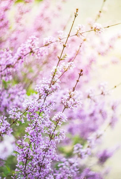 Close Uitzicht Mooie Bloeiende Bloemen — Stockfoto