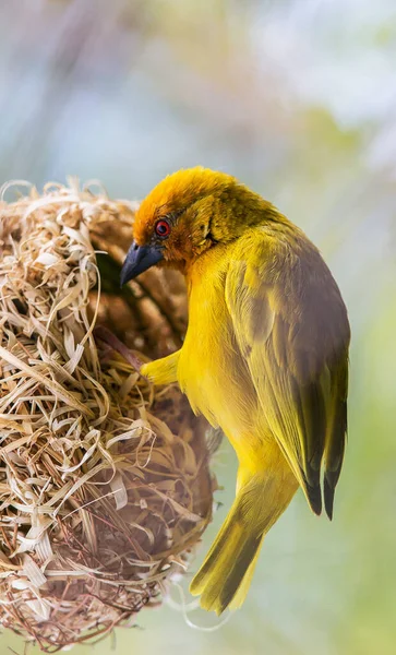 Tropikalny Ptak Siedzący Drzewie Dzikiej Przyrodzie — Zdjęcie stockowe