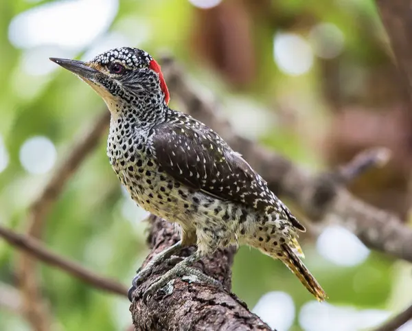 Pássaro Tropical Sentado Árvore Natureza Selvagem — Fotografia de Stock