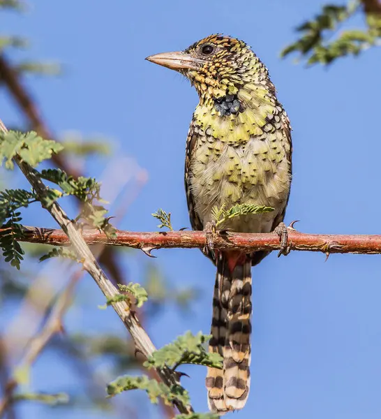 Tropikalny Ptak Siedzący Drzewie Dzikiej Przyrodzie — Zdjęcie stockowe