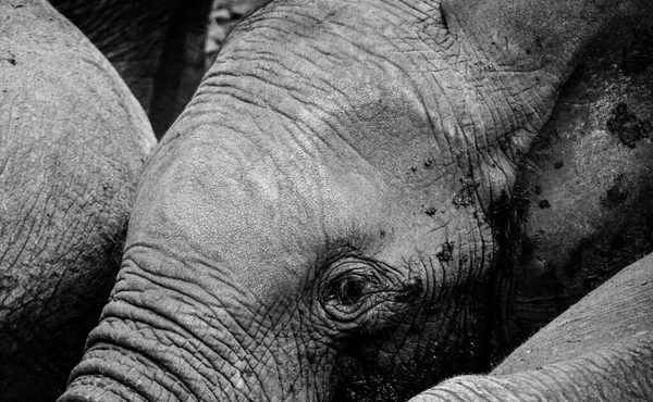 Black White Image Elephant — Stock Photo, Image