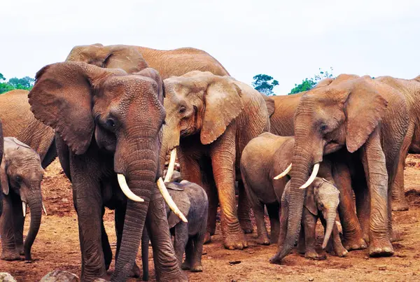 Famille Des Éléphants Afrique — Photo