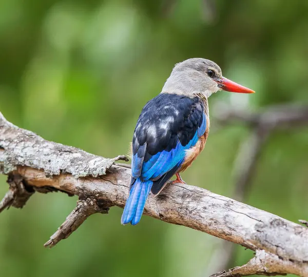 Tropical bird sitting on tree at wild nature