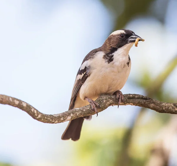 野生の自然の中で木の上に座っている熱帯の鳥 — ストック写真