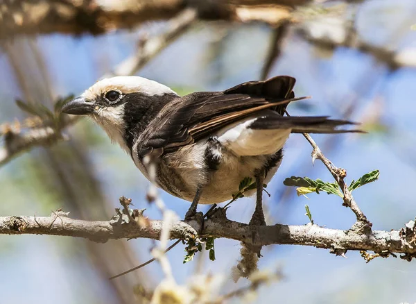 Ormandaki Güzel Kuş Doğa Arka Planında — Stok fotoğraf