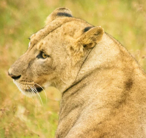 Beautiful Lioness Wild Nature Background — Stock Photo, Image