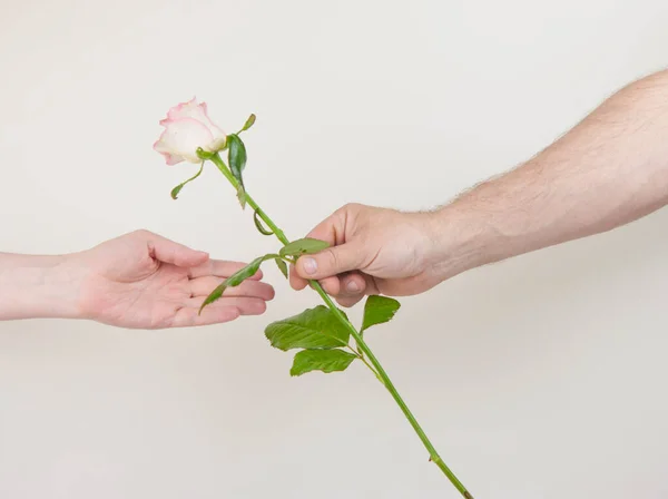 Hand of a man giving a rose to a hand of a woman with love against a white background, copy space