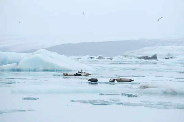 Buzdağındaki Fok Kuşları — Stok fotoğraf