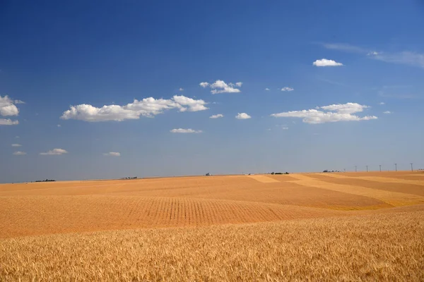 Yazın Güzel Buğday Tarlası Ukrayna Ukrayna — Stok fotoğraf