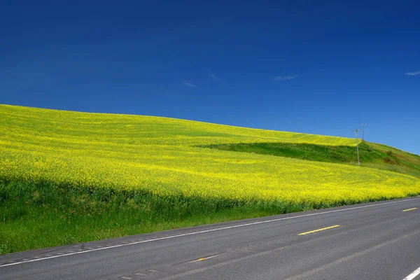 Желтое Цветочное Поле Голубое Небо — стоковое фото