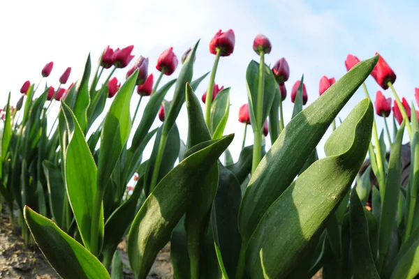 Hermosos Tulipanes Florecientes Con Cielo Azul — Foto de Stock