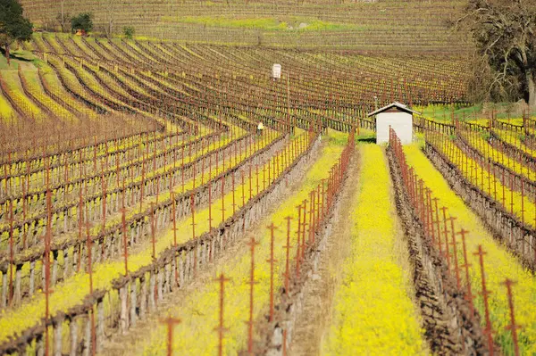 Красочный Весенний Пейзаж Виноградников Регионе Швейцарии Югу Франции — стоковое фото