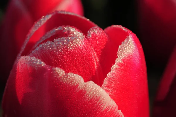 Капля Тюльпан — стоковое фото