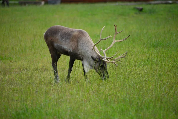 Big Bull Elk Field — Stock Photo, Image