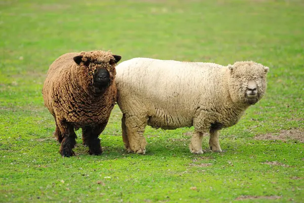 Owce Tle Gospodarstwa Widok — Zdjęcie stockowe