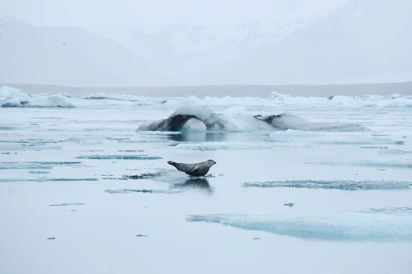 Mühür Buzdağına Konur — Stok fotoğraf