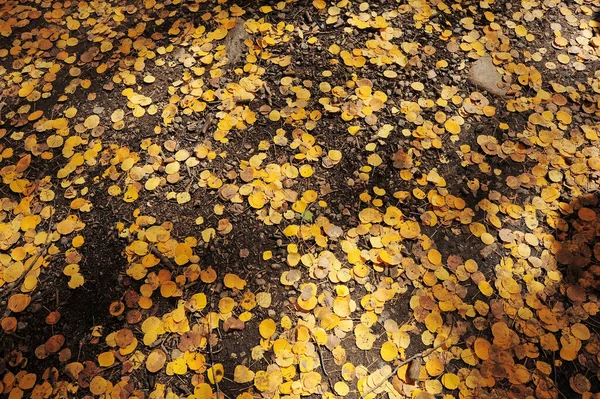 Yere Düşen Yaprakların Arkaplanı — Stok fotoğraf