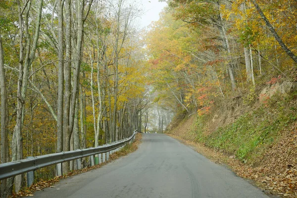 Nature Scene Autumn Road Edged Colorful Trees — Stock Photo, Image