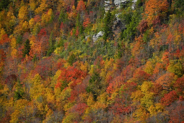 Цветные Осенние Деревья Горах — стоковое фото