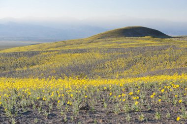 Çöl çiçeğinin açtığı yer.