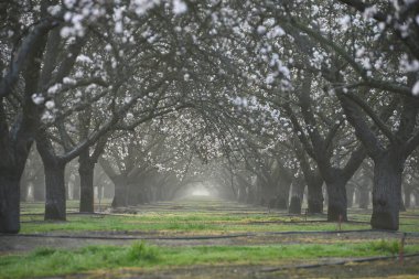 Çiçek açan badem çiftliği manzarası