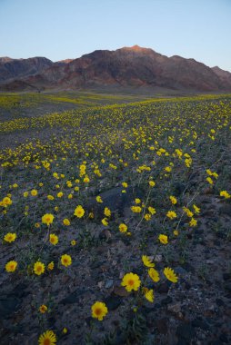 Çöl çiçeğinin açtığı yer.
