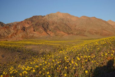 Çöl çiçeğinin açtığı yer.