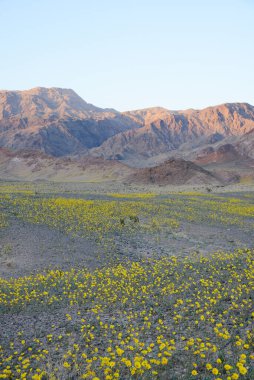 Çöl çiçeğinin açtığı yer.