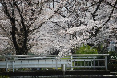 Tokyo 'da çiçek açan sakura ağaçları
