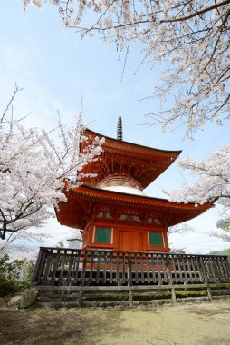 Çiçek açan miyajima sakura ağaçları