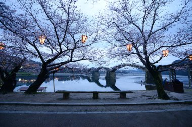Çiçek açan iwakuni sakura ağaçları