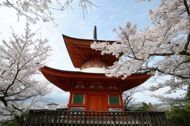 Eski Japon mimarisi. Hiroşima 'daki Sakura Güzeli. İlkbaharda açan çiçekler