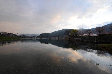 Çiçek açan iwakuni sakura ağaçları