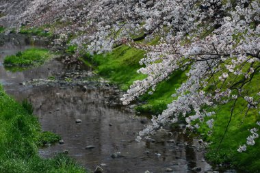 Tokyo 'da çiçek açan sakura ağaçları