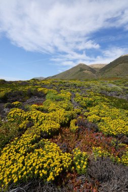 Büyük Sur çiçek tarlası