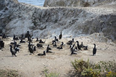 Monterey 'de kara kuşlar 