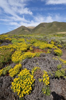 Büyük Sur çiçek tarlası