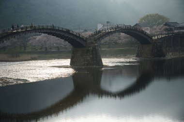 Çiçek açan iwakuni sakura ağaçları