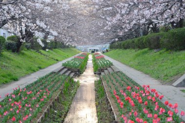 Tokyo 'da Kiraz Çiçeği Sakura Kanalı