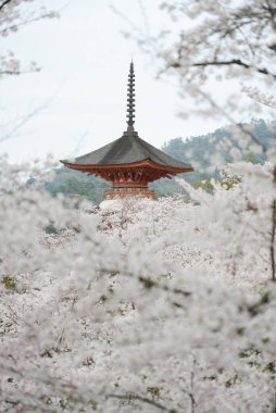 İlkbaharda çiçek açar. Eski Japon mimari kulesi, Hiroşima 'daki Sakura Güzelliği.