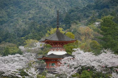 İlkbaharda çiçek açar. Eski Japon mimari kulesi, Hiroşima 'daki Sakura Güzelliği.