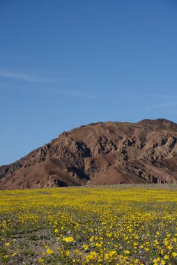 Çöl çiçeğinin açtığı yer.