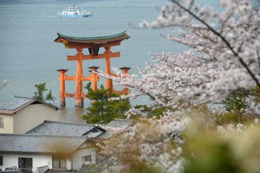 Çiçek açan miyajima sakura ağaçları